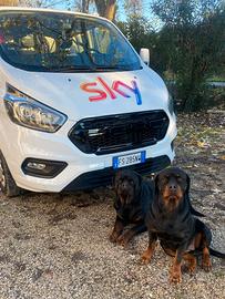 Ford Transit Custom impeccabile