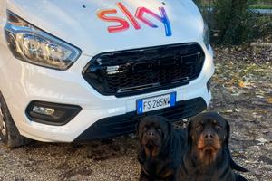 Ford Transit Custom impeccabile