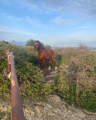 Cavallo