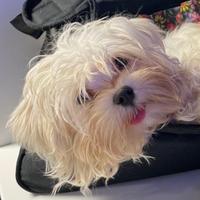 Maltese toy per accoppiamento a Milano