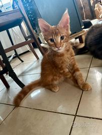 Cuccioli Maine Coon xxl
