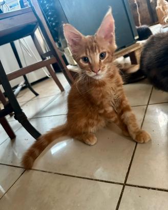 Cuccioli Maine Coon xxl