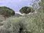 Immagine 11