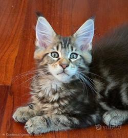 Cuccioli di maine coon