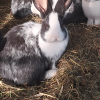 7 coniglietti hotot di 80 giorni