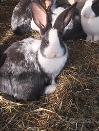 7 coniglietti hotot di 80 giorni
