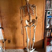 Scheletro manichino professionale