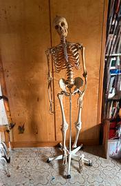 Scheletro manichino professionale
