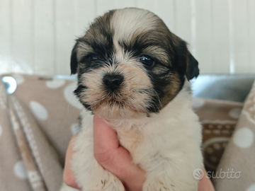 Fantastici Cuccioli di Shih Tzu