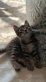 Gattino in adozione