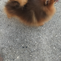 Cucciolo di Spitz