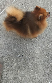 Cucciolo di Spitz