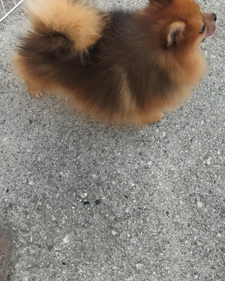 Cucciolo di Spitz