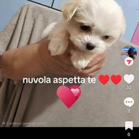 Cane maltese toy
