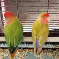 Coppie inseparabili 35