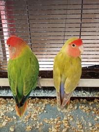 Coppie inseparabili 35