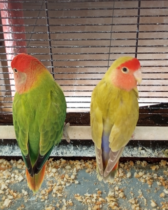 Coppie inseparabili 35