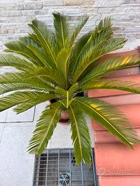 Pianta di cicas