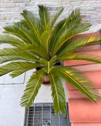 Pianta di cicas