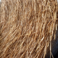 Paglia di frumento