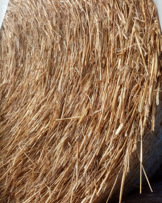 Paglia di frumento