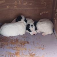 Regàlo cuccioli da tartufo