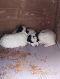 Regàlo cuccioli da tartufo