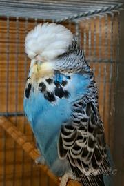 Pappagallini ondulati inglesi