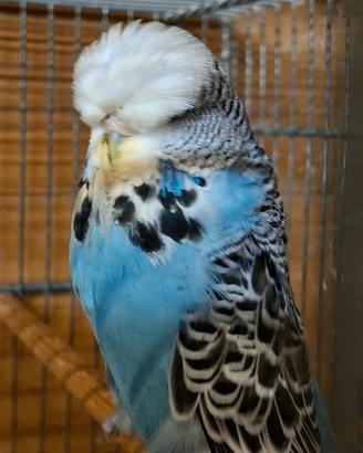 Pappagallini ondulati inglesi,cocorite inglesi