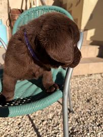 Labrador cioccolato