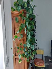 Philodendron "Brasil" ricadente 120cm