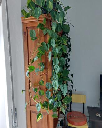 Philodendron "Brasil" ricadente 120cm