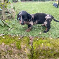 Bassotto Nano Arlecchino-Silver femmina