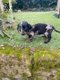 Bassotto Nano Arlecchino-Silver femmina