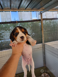 Cuccioli per la caccia al coniglio