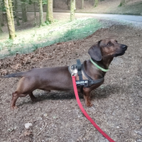 Bassotto standard monta