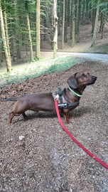 Bassotto standard monta