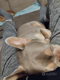 Buldog francesi