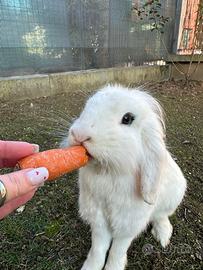 Coppia di conigli nani ariete adulti