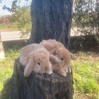 Conigli nani minilop