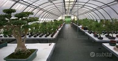 Bonsai