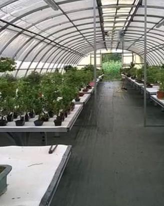 Bonsai