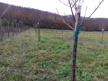 Terreno - Baragiano (PZ)