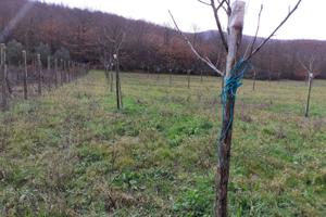 Terreno - Baragiano (PZ)