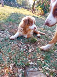 Australian Shepherd_Pastore Australiano cucciolo 