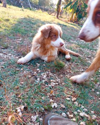 Australian Shepherd_Pastore Australiano cucciolo 