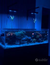 Dismissione acquario marino