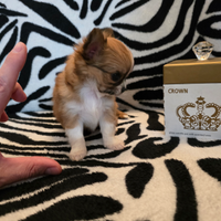 Chihuahua Maschio Pelo Lungo. Micro 80 giorni