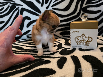 Chihuahua Maschio Pelo Lungo. Micro 80 giorni