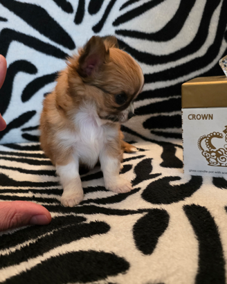 Chihuahua Maschio Pelo Lungo. Micro 80 giorni